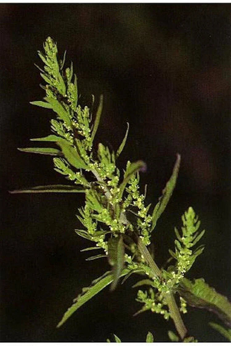 Epazote Seeds - Authentic Chenopodium Ambrosioides - Mexican Culinary Herb for Flavorful Dishes - Non-GMO, Easy to Grow