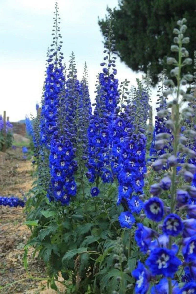Bright Blue Delphinium Seeds Mix - 50 Perennial Flower Seeds - Delphinium spp. - US Seller - Easy to Grow for Gardens
