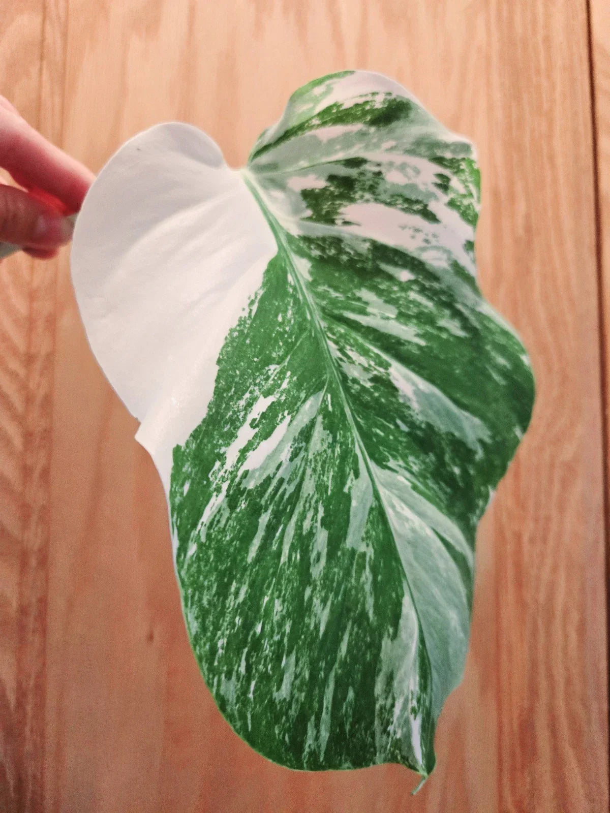 Monstera Albo Variegated Cutting - Rare Lightly Rooted Plant - Monstera Deliciosa Variegata - Unique Leaf Patterns