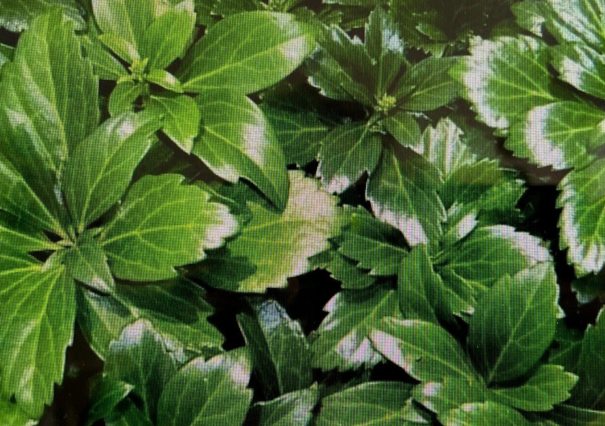 20 Japanese Spurge Plants - Bare Root Hardy Evergreen Groundcover - Pachysandra Terminalis - Pre-Order for Spring Shipping