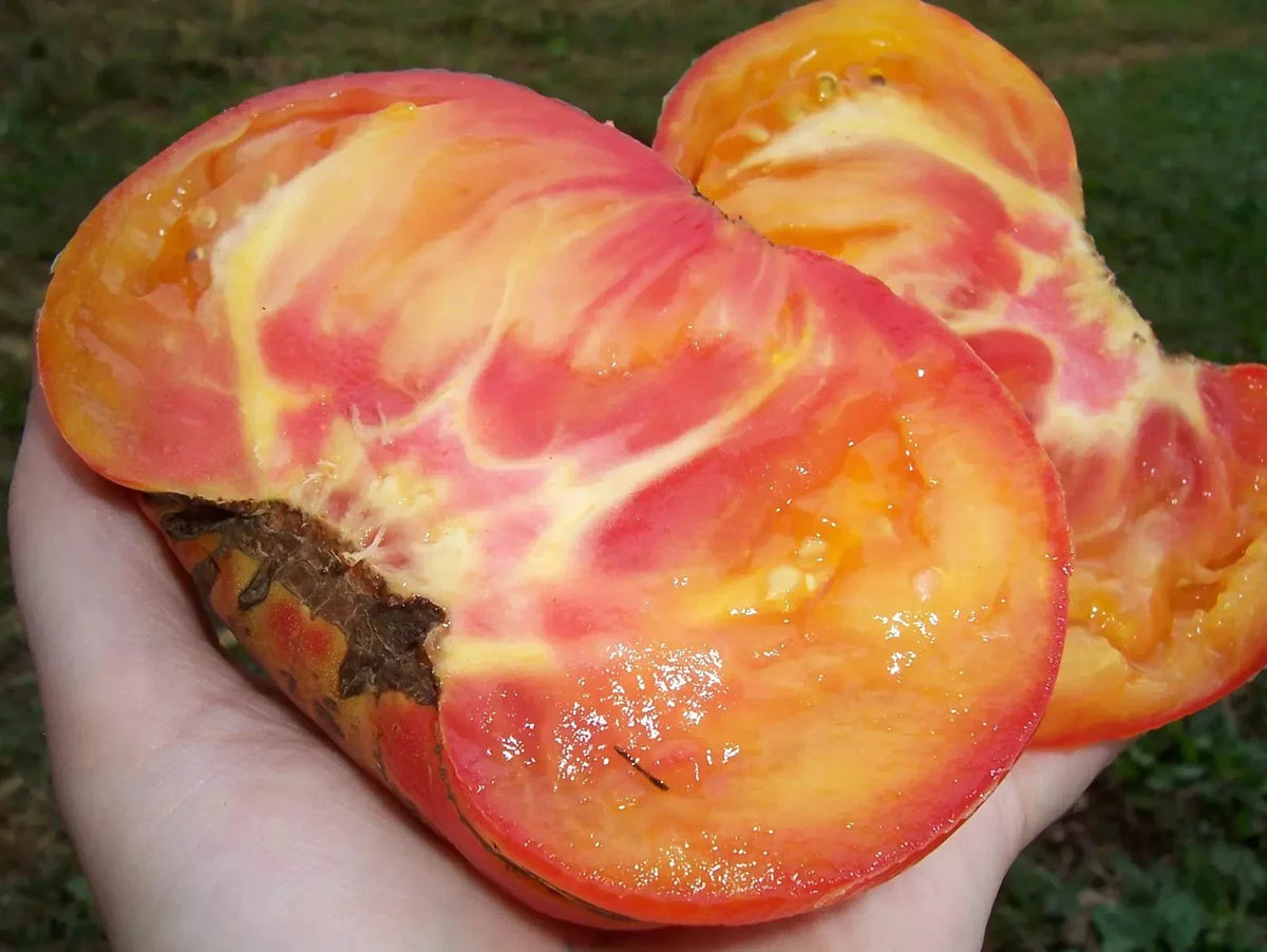 Big Rainbow Tomato Seeds - 10+ Heirloom Organic Non-GMO - Rare Color Variety - Solanum lycopersicum