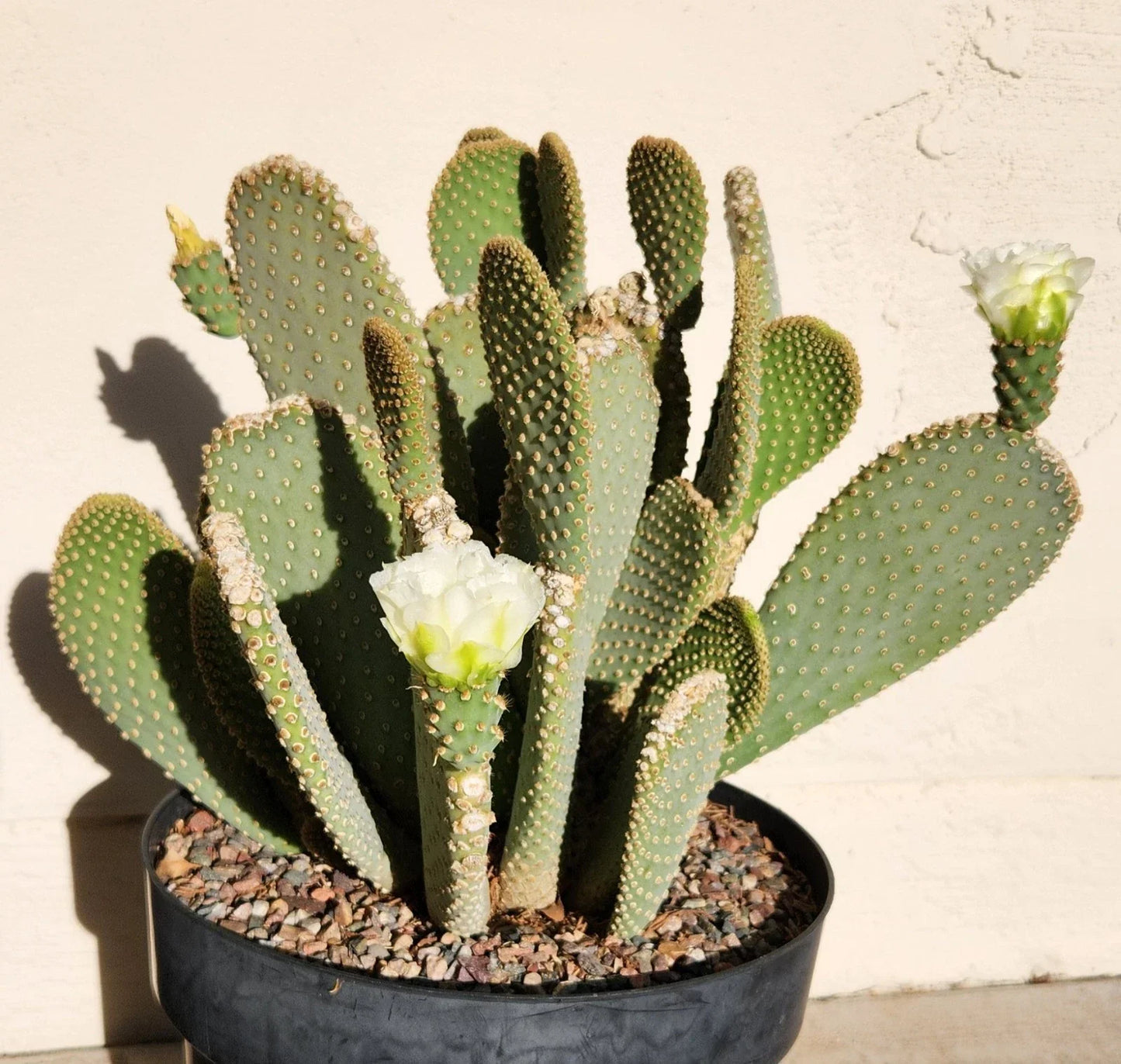 Prickly Pear Cactus Pad Cutting (1) - White Flower - Opuntia Basilaris - Live Plant for Indoor/Outdoor Gardens