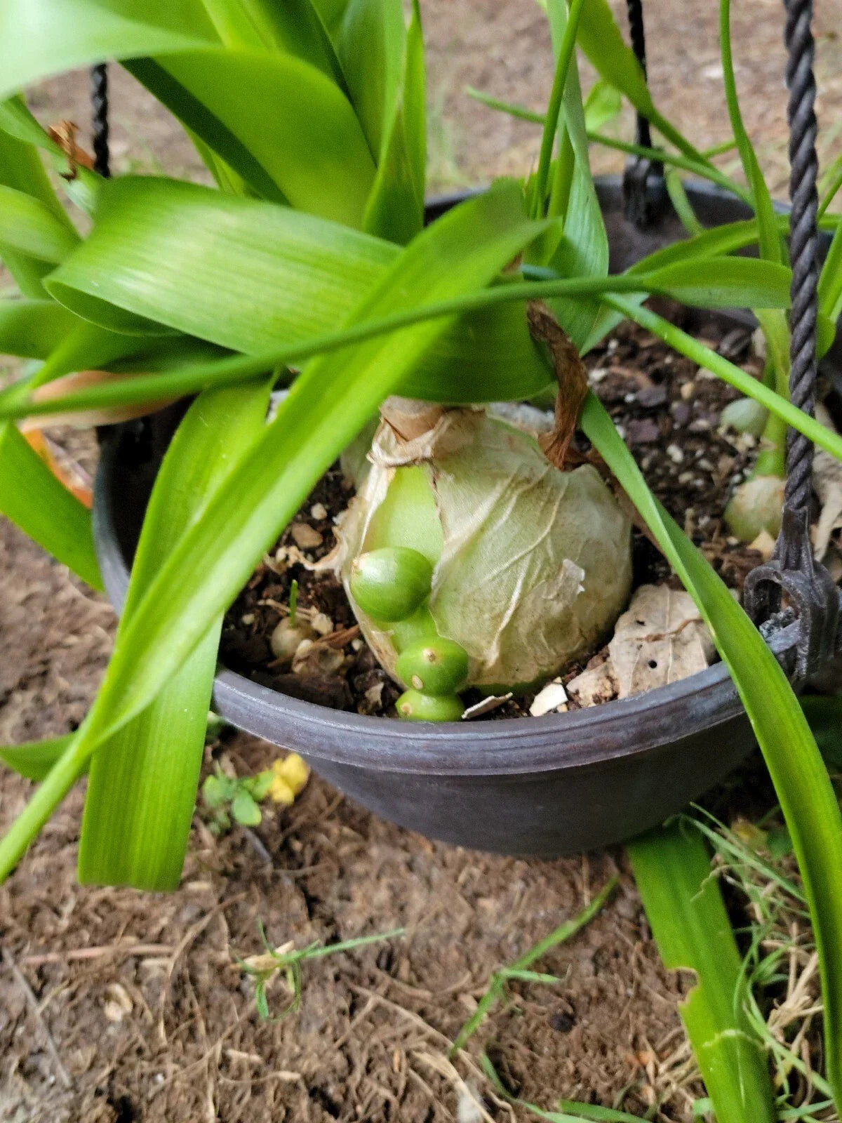Pregnant Onion Plant Starter - Cebolla de la Prosperidad - Exotic Houseplant with Pups - Albuca bracteata