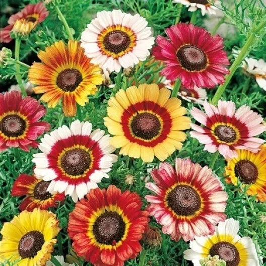 Mixed Tri-Color Painted Daisy Seeds - 200+ Pack - Bellis perennis - Vibrant Garden Flowers - Attracts Pollinators - USA