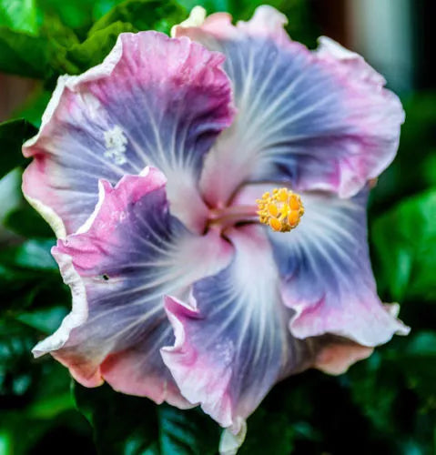 Blue Purple Hibiscus Seeds - 20 Perennial Tropical Seeds - Hibiscus rosa-sinensis - Hardy Flower for Vibrant Gardens