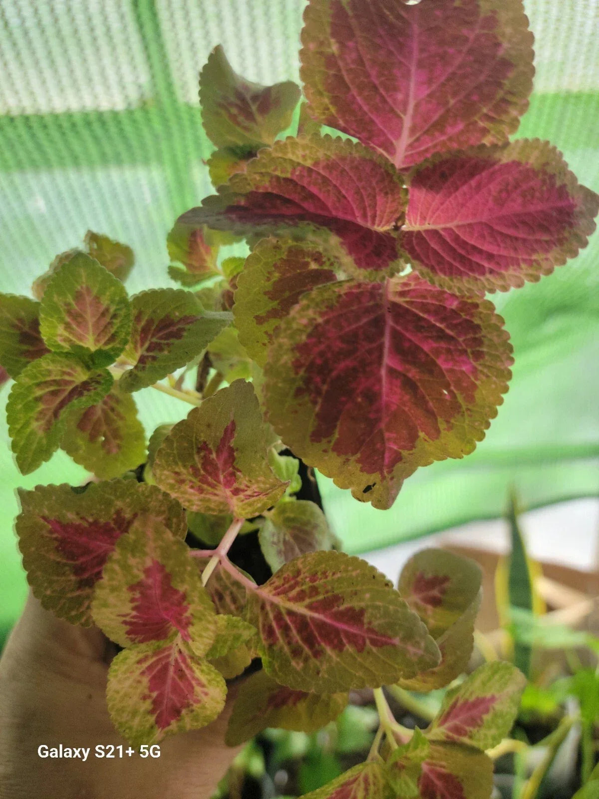 Coleo Plant - Tropical Starter Plant - Variegated Foliage - Solenostemon scutellarioides - Indoor/Outdoor, Partial Shade