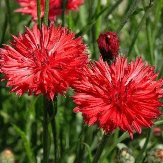 Bachelor Button Seeds - 200+ Tall Red Cornflower - Centaurea cyanus - Easy to Grow, USA Seller, Free Shipping