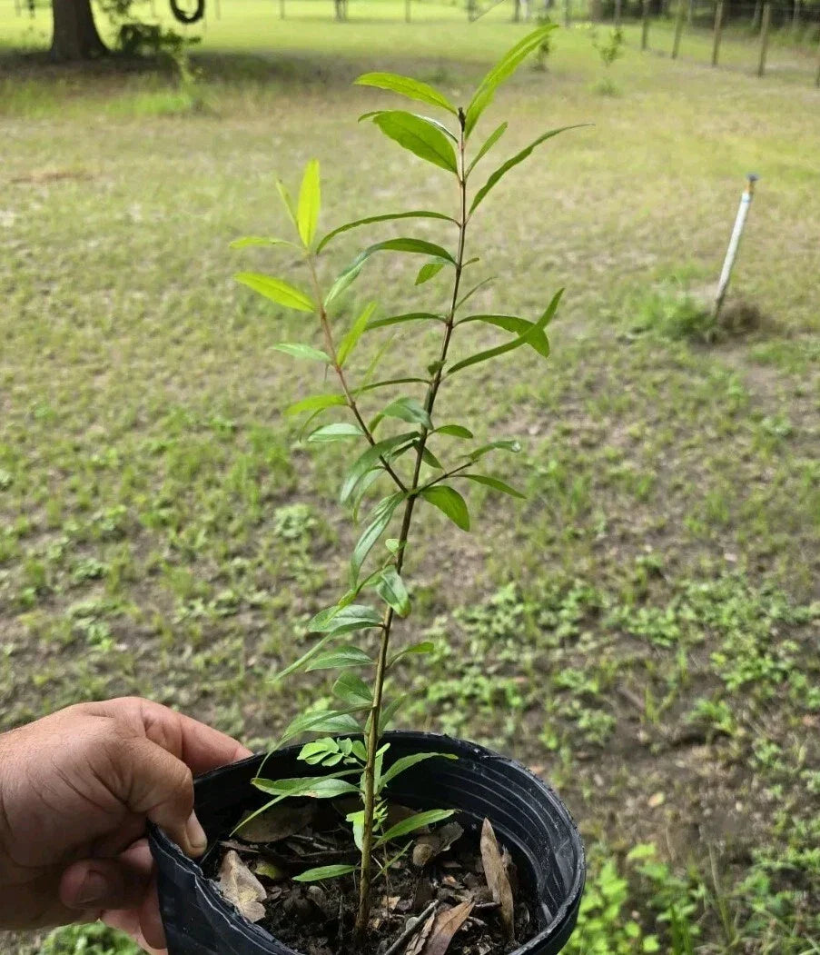 Pomegranate Plant Seedling 12-15" Punica granatum Edible Fruit Medium Sunlight for Garden Oplantgarden