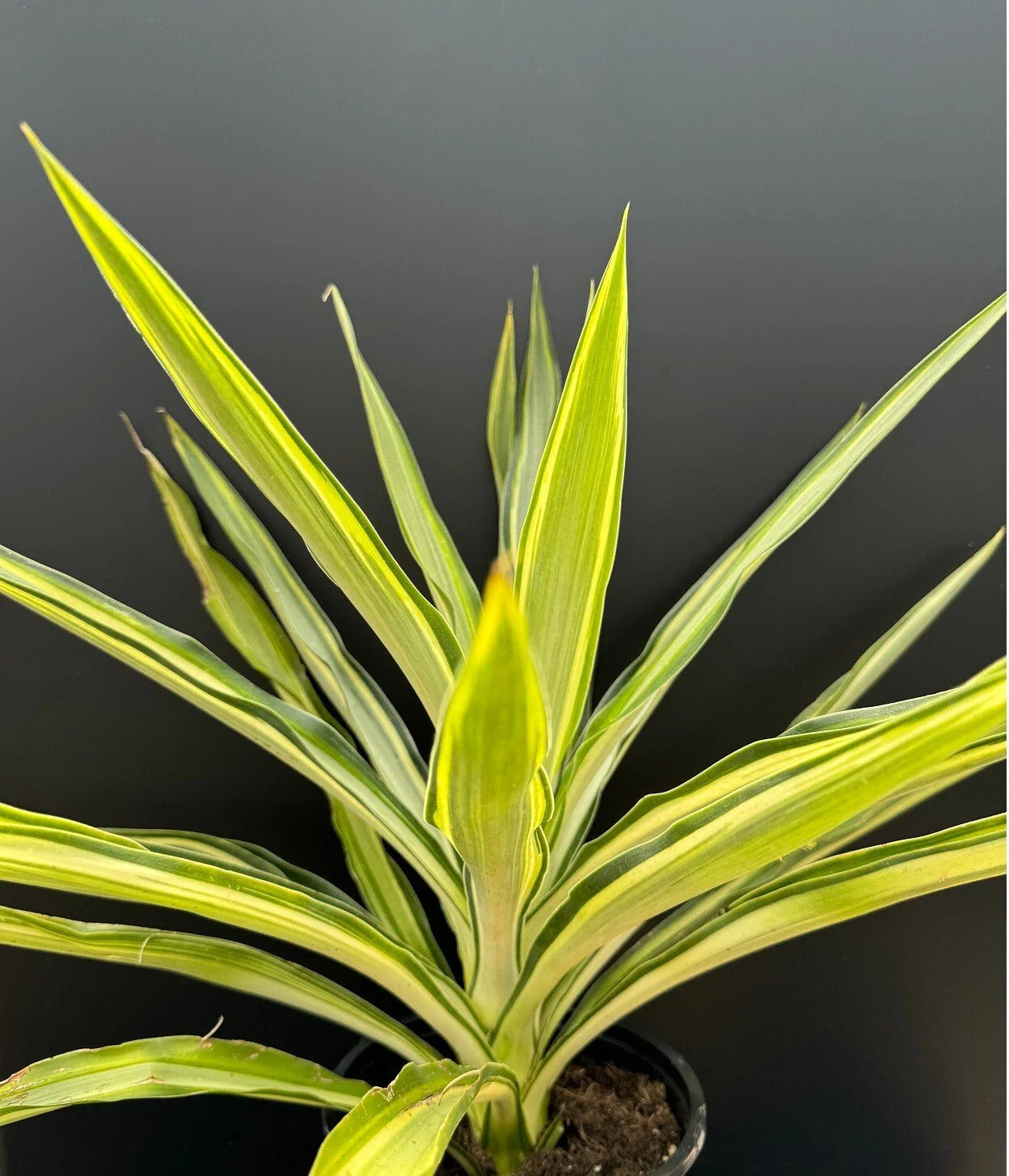 Yucca Plant 1 Gallon Variegated Hybrid 'Solaris' Rare Succulent (Yucca cv. 'Solaris') Rooted Live Plant
