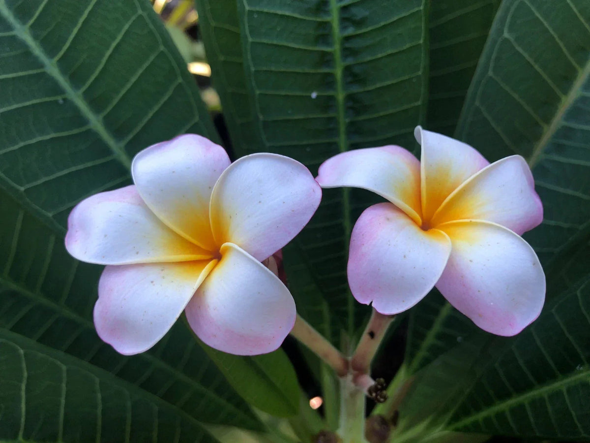 Plumeria Cuttings 9" to 12" Pali Lookout Variety - Fragrant Tropical Plant (Plumeria spp.) for Gardening and Landscaping
