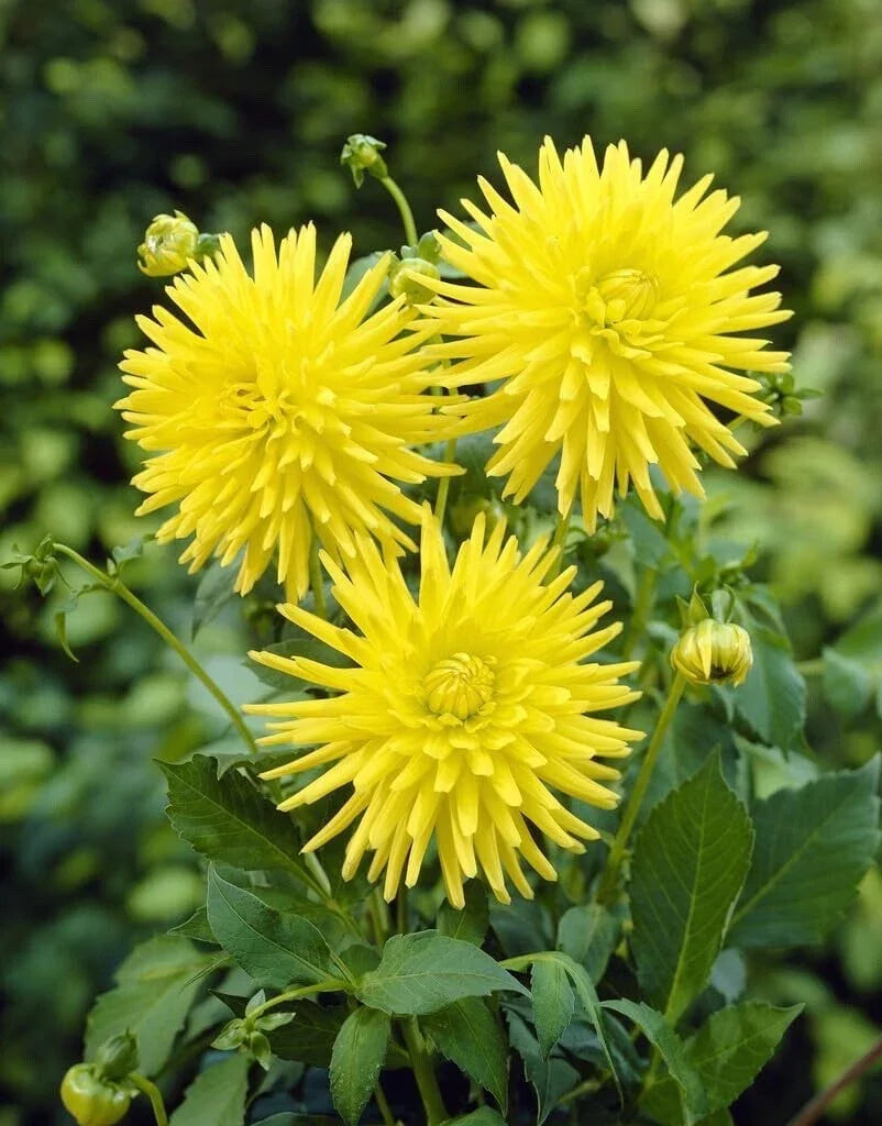 Yellow Cactus Dahlia Tubers - 3 Large Tubers for Planting - Bright Yellow Blooms - Dahlia variabilis