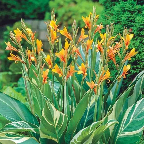 Canna Lily Bulbs - Starter Plant - Stuttgart Variety - Canna indica - Tropical Flowering Plant for Vibrant Gardens