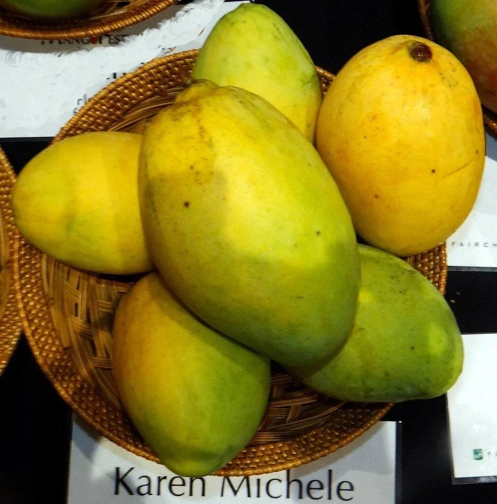 Grafted Mango Live Plant, 3G Pot, Karen Michelle Variety, Mangifera indica - No California Shipping