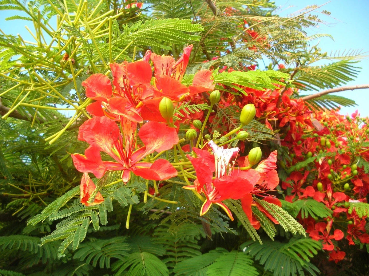 Royal Poinciana Tree Seeds, 5 Pack, Delonix regia, Tropical Flowering Plant for Exotic Landscaping