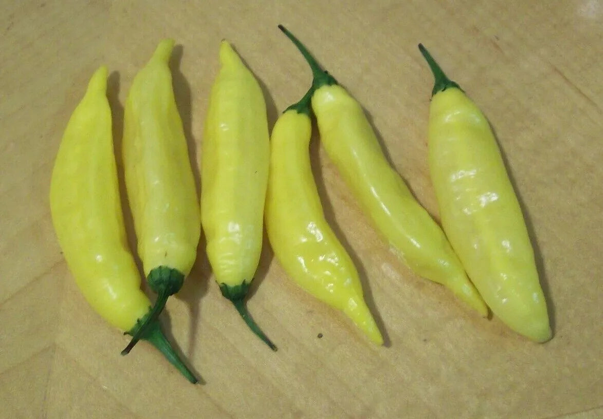 Hot Lemon Pepper Seeds - 30+ Aji Limon Variety - Capsicum baccatum - Ideal for Vegetable Garden