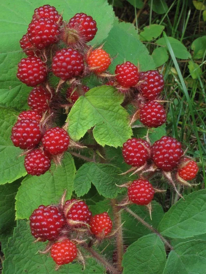Wild Japanese Wineberry Bush Live Plants - 2 Bare Root Fruiting Berry Plants (Rubus phoenicolasius) - Sweet-Tart Berries