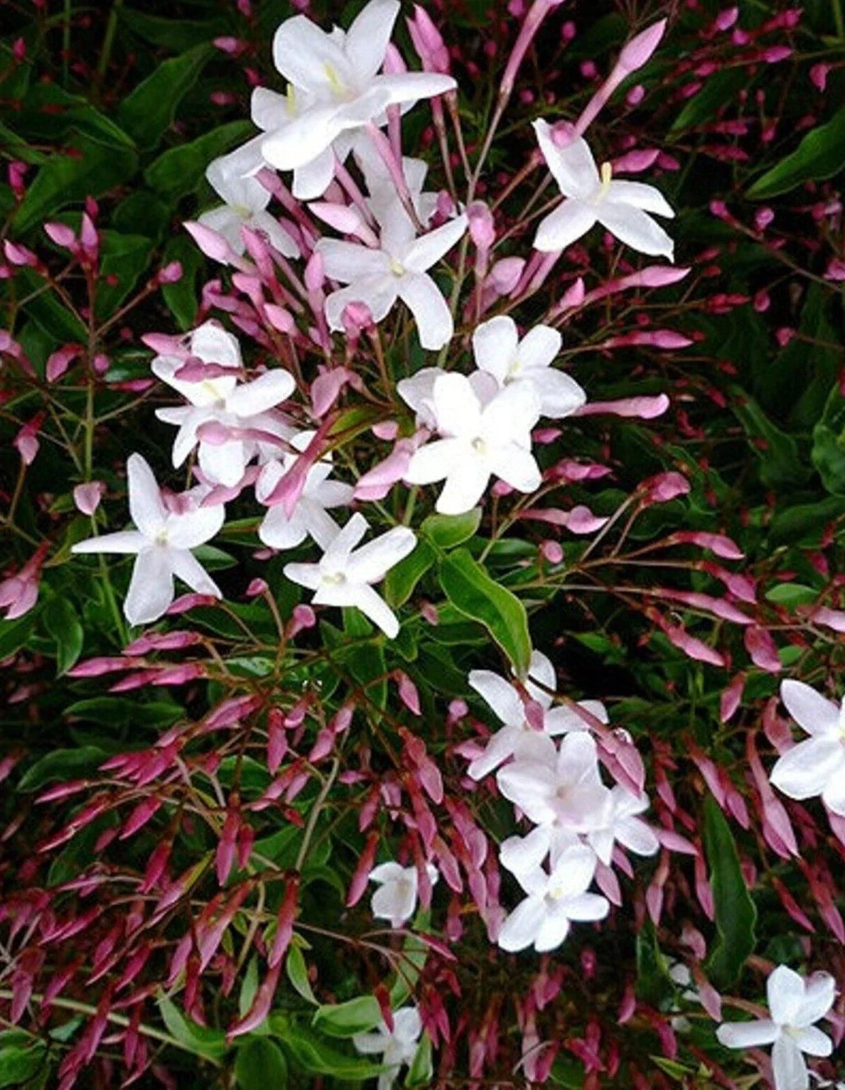 Pink Star Jasmine Cuttings 12" - Fragrant Climbing Vine - Jasminum polyanthum - Ideal for Gardens & Trellises, 10 Cuttings