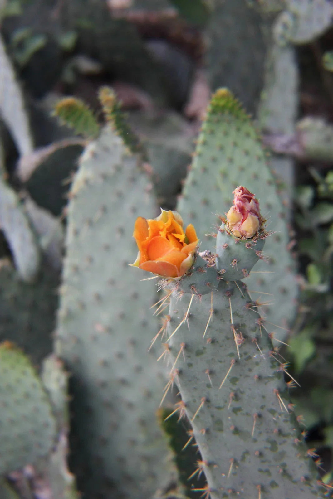 Cow's Tongue Cactus Pad Cutting - Opuntia liguiformis - Hardy Succulent for Indoor/Outdoor Gardening