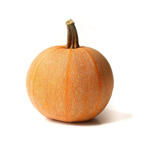 Winter Luxury Pumpkin Seeds - 25+ Pack - Cucurbita pepo - Non-GMO - USA Grown - Ideal for Gardening & Fall Decor
