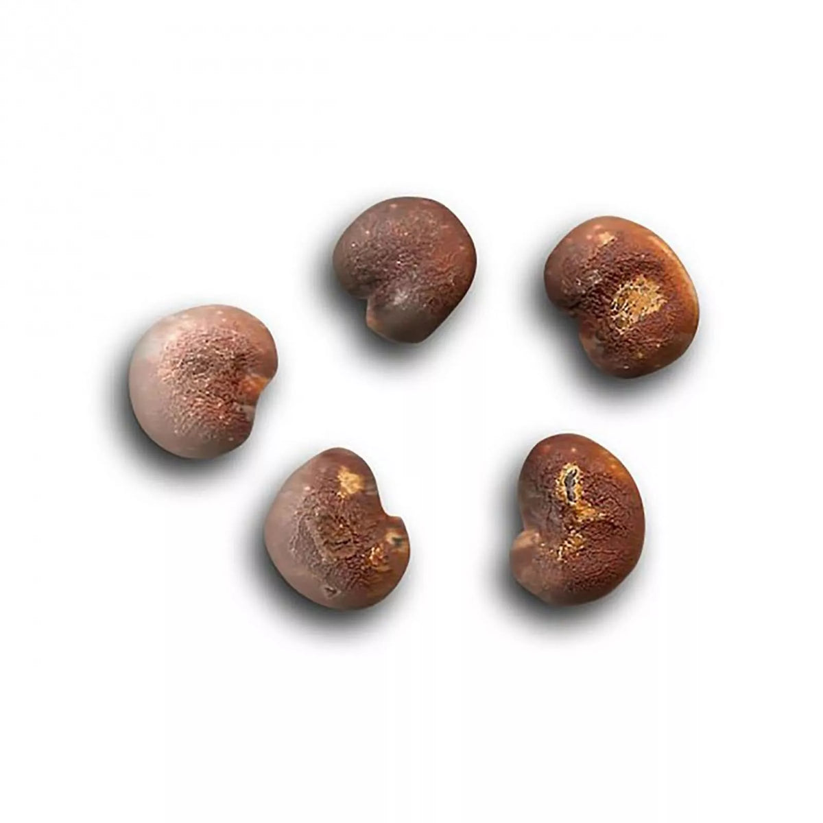 African Baobab Seeds - Pack of 10 Rare Planting Seeds - Adansonia digitata - Unique Gardening Seeds for Tropical Landscapes