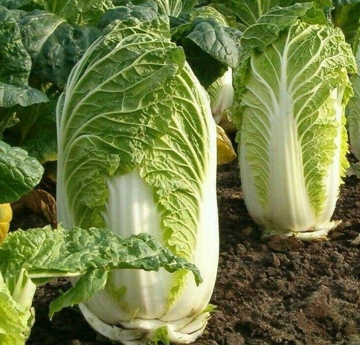 Chinese Michihili Cabbage Seeds 500+ Pack, Asian Vegetable Greens, Brassica rapa var. chinensis, Fast-Growing Garden Plant