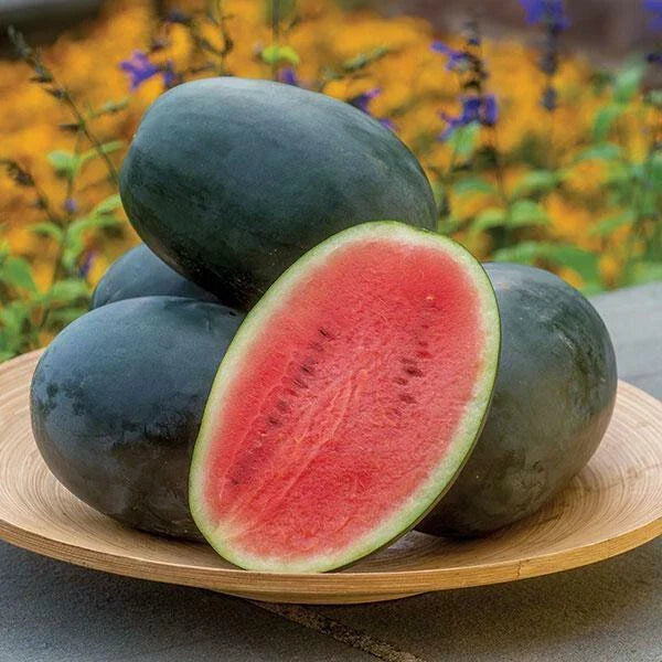 Little Darling Watermelon Seeds, 50 Count, Citrullus lanatus, Sweet Juicy Flavor, Non-GMO, USA Grown, Easy to Grow