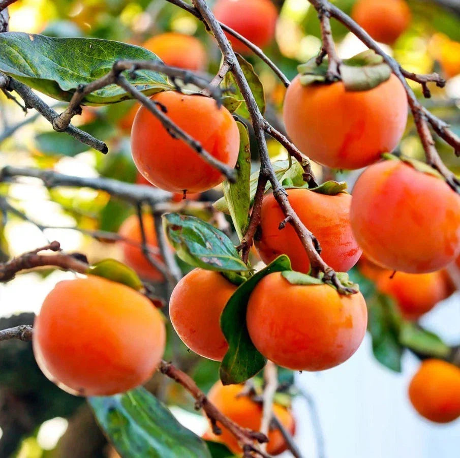 American Persimmon Live Tree 12-18" - Fruit Bearing - Diospyros virginiana - Eco-Friendly, No Pot