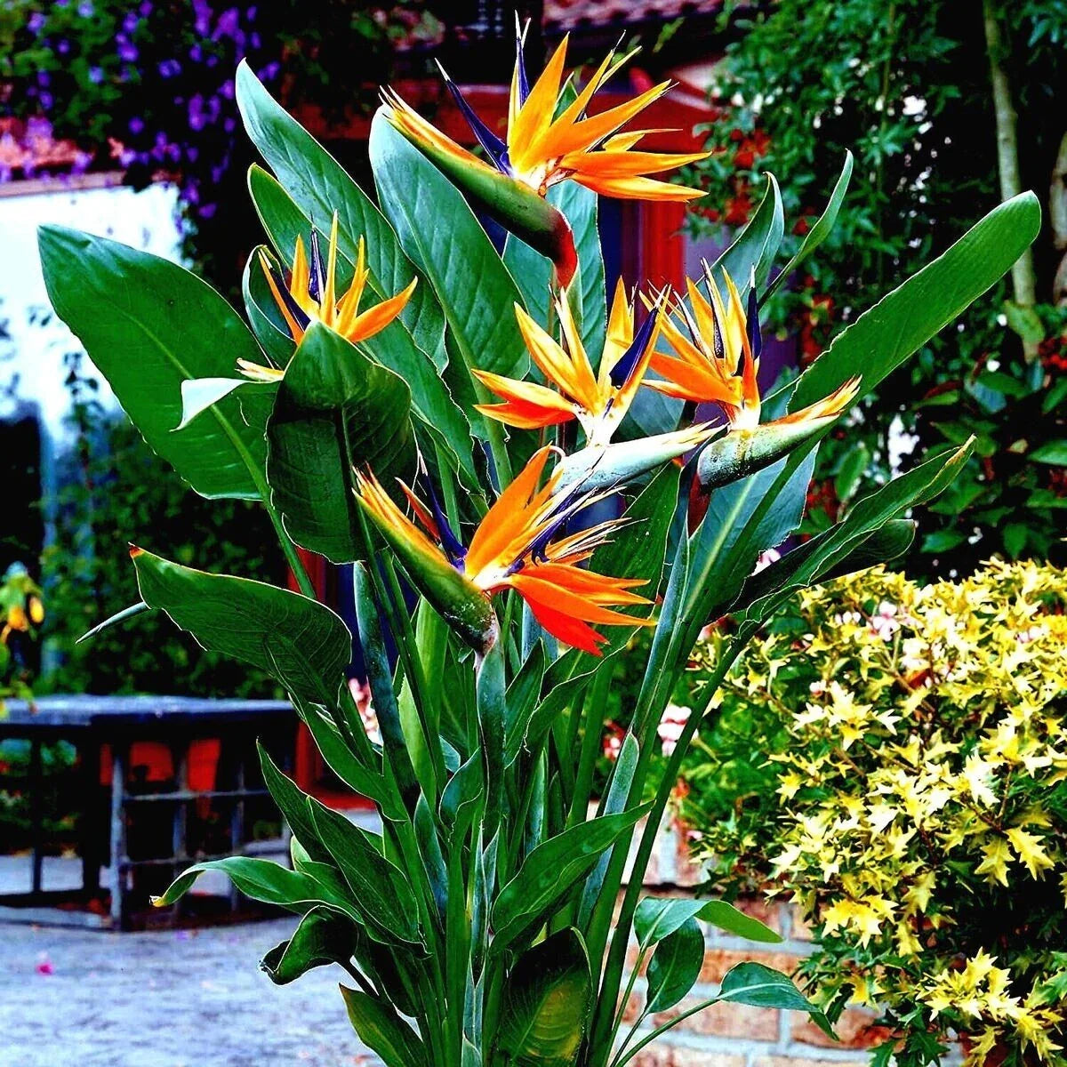 Orange Bird of Paradise Seeds 10+ Strelitzia reginae Tropical Crane Flower Rare Exotic Plant Seeds