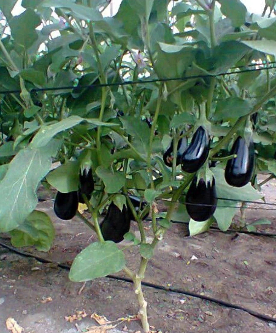 Black Beauty Eggplant Seeds - 50+ Heirloom, Non-GMO, Organic - Solanum melongena - Perfect for Home Gardening and Cooking