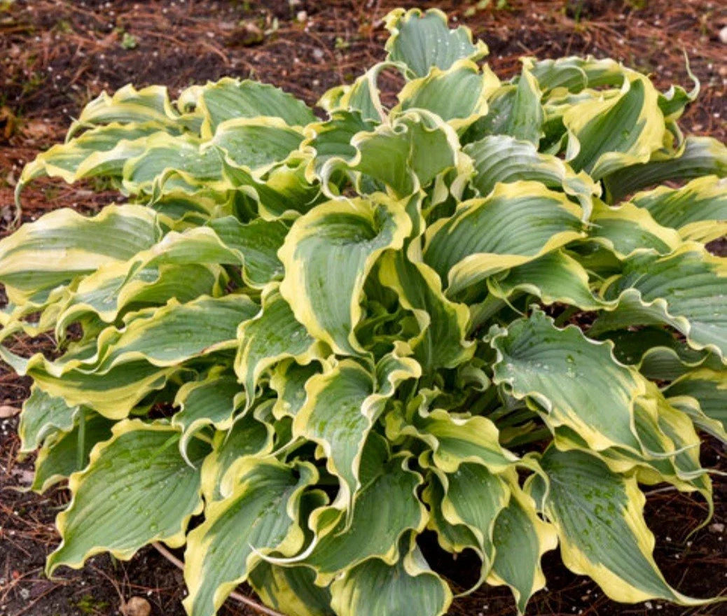 Hosta Plant - Potted Perennial - Voices In The Wind - Shade-Loving Ground Cover - Hosta 'Voices In The Wind'