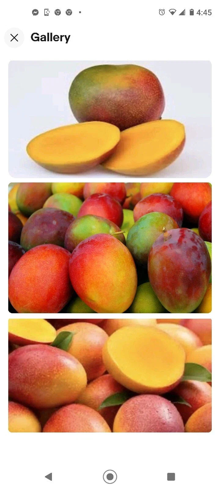 Kent Mango Seeds 10 Pack - Fresh Mangifera indica - Juicy, Sweet Flavor - Ideal for Full Sun Gardens