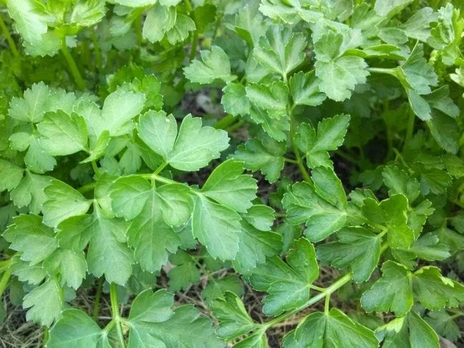 Plain Parsley Seeds - 750+ Non-GMO Culinary Herb - Petroselinum crispum - Easy to Grow for Garden or Pots