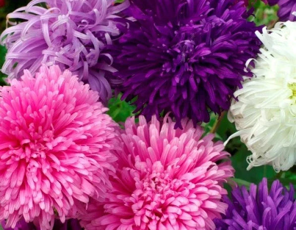 Giant California Aster Seeds - 50 Count - Purple Blooms - Symphyotrichum chilense - Attracts Pollinators, Easy to Grow