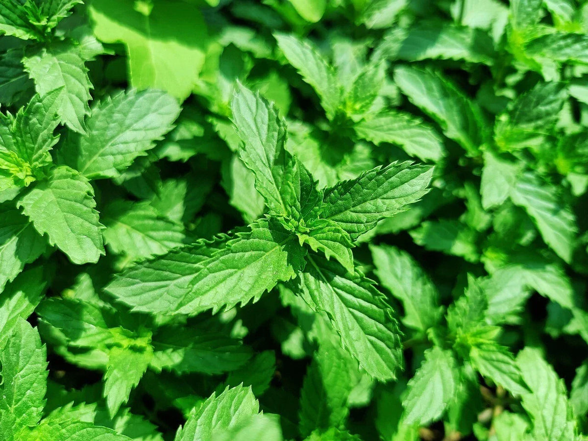 Organic Spearmint Mint Plants - 5 Live Herbs in 3-Inch Pots - Mentha spicata - Fresh Culinary Flavor for Garden or Indoors