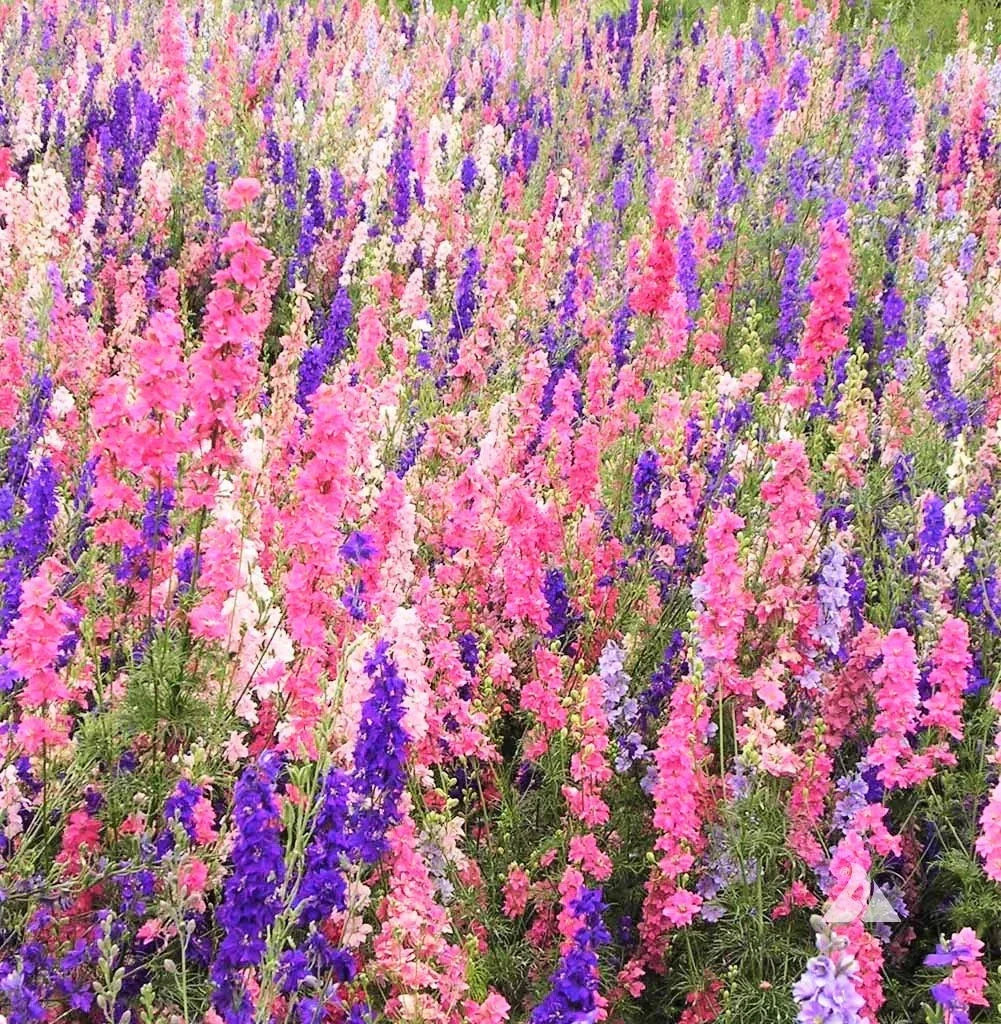 Larkspur Seeds - Rocket Mix - Colorful Annual Flowers - Delphinium Ajacis Consolida - 100 Premium Seeds for 2025 Planting