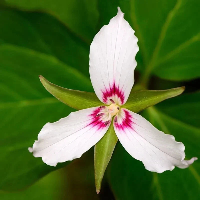 Painted Trillium Bare Root Perennial Plant - Trillium Undulatum - Live Garden Flower for Woodland Shade Gardens
