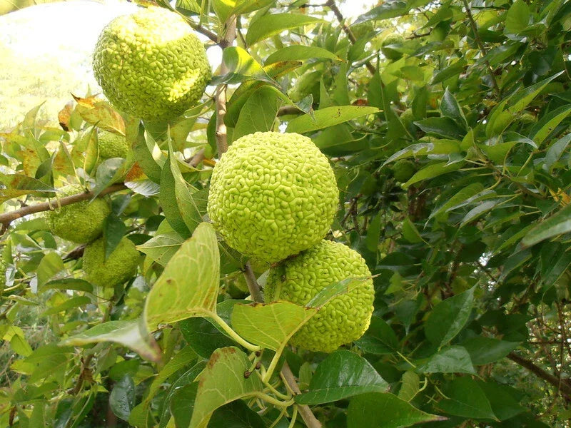 Osage Orange Tree Seeds - 50 Fresh Bois D'Arc Seeds - Maclura pomifera - Heirloom Variety for Landscaping and Wildlife