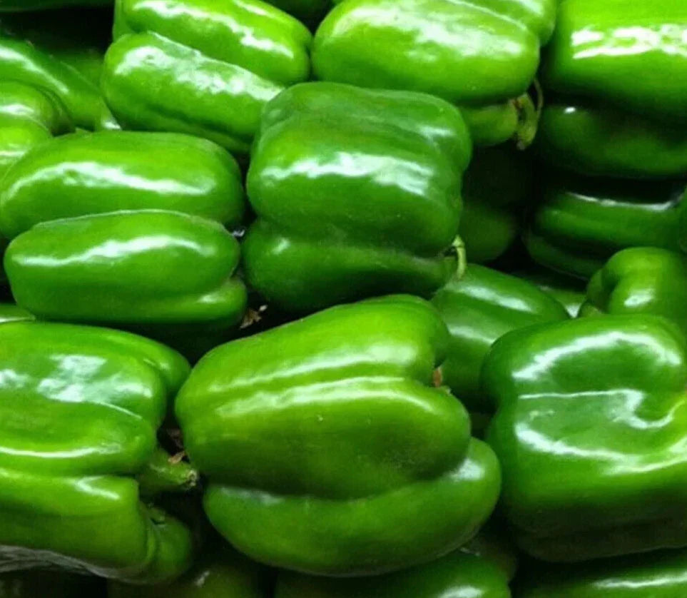 Green Bell Pepper Seeds 30+ Keystone Resistant Giant Sweet Pepper Capsicum annuum - Non-GMO Heirloom Gardening