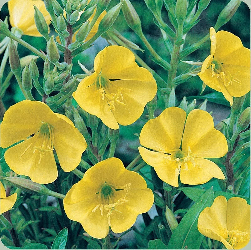 Evening Primrose Seeds 500+ Dwarf Yellow Flower Perennial Oenothera biennis - USA