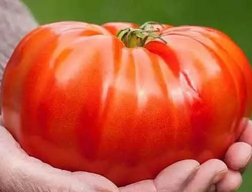 Beefsteak Tomato Seeds 120+ Count - Organic Heirloom Non-GMO - Solanum lycopersicum - Perfect for Home Gardening and Canning