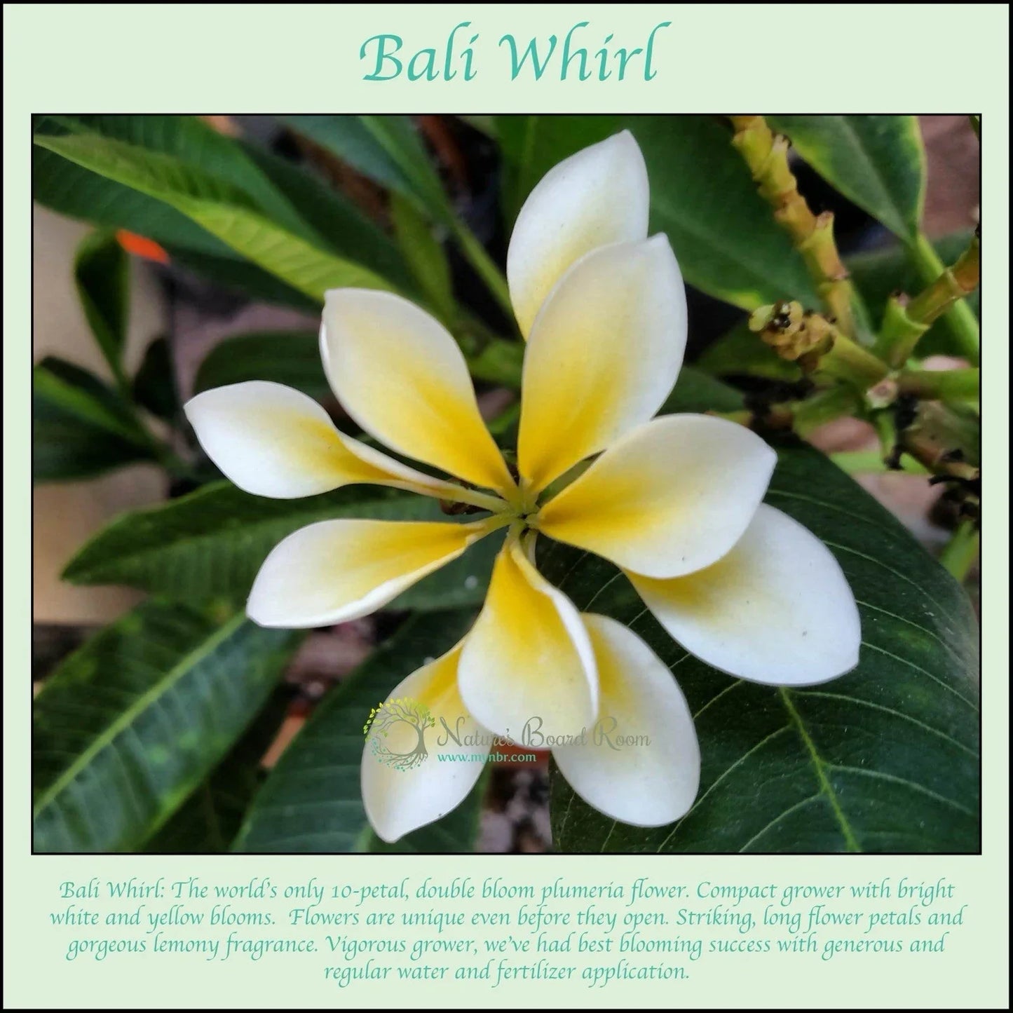 Rooted Plumeria Plant Cutting - Bali Whirl 10-Petal - Fragrant Flower - Plumeria obtusa - Easy Care Tropical Plant