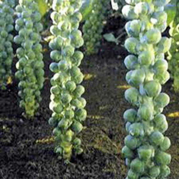 Brussel Sprout Seeds, 500 Heirloom Non-GMO Long Island Variety, Brassica oleracea - Perfect for Home Gardening and Fall Harvests