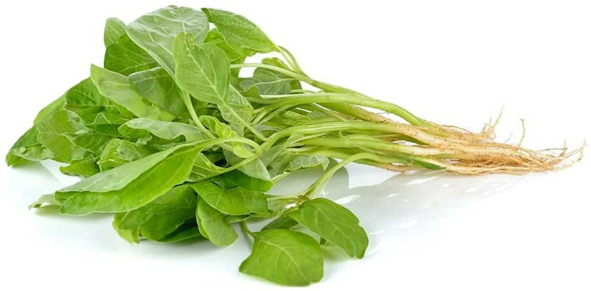 Green Amaranth Spinach Seeds - 100+ Edible Seeds for Planting - Amaranthus viridis - Nutritious Home Garden Variety