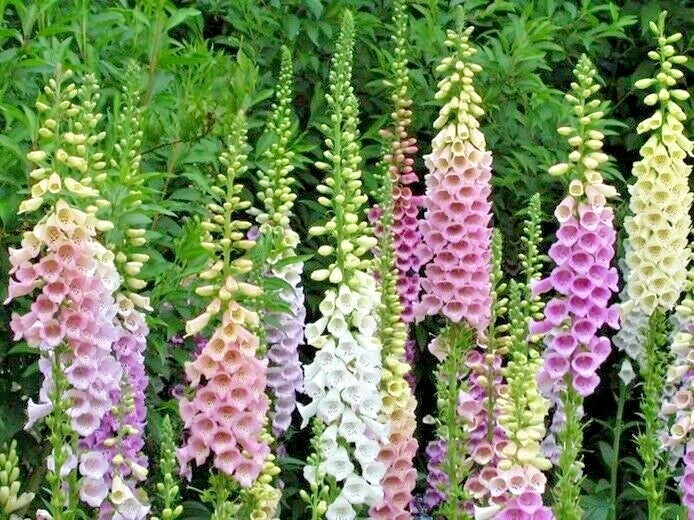 Foxglove Mix Seeds - 2501+ Wildflower Seeds for Shade Garden, Patio, Container - Digitalis purpurea