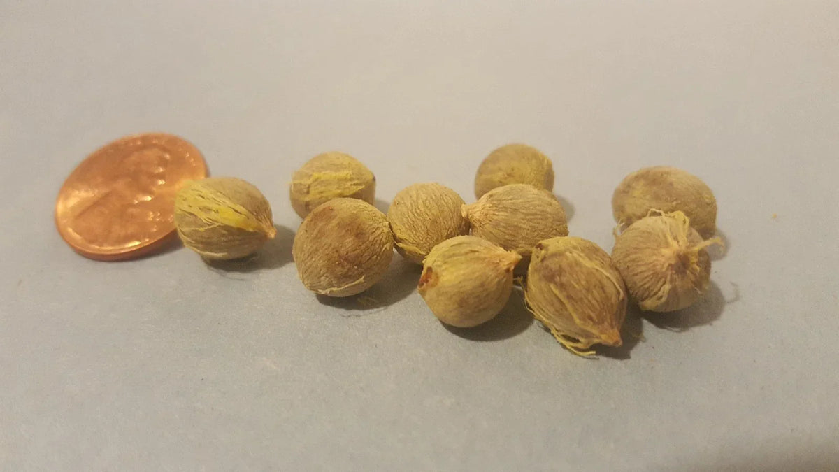 Palm Tree Seeds - 12 Pack - Tropical Variety - Arecaceae Family - Easy to Grow for Indoor/Outdoor Spaces