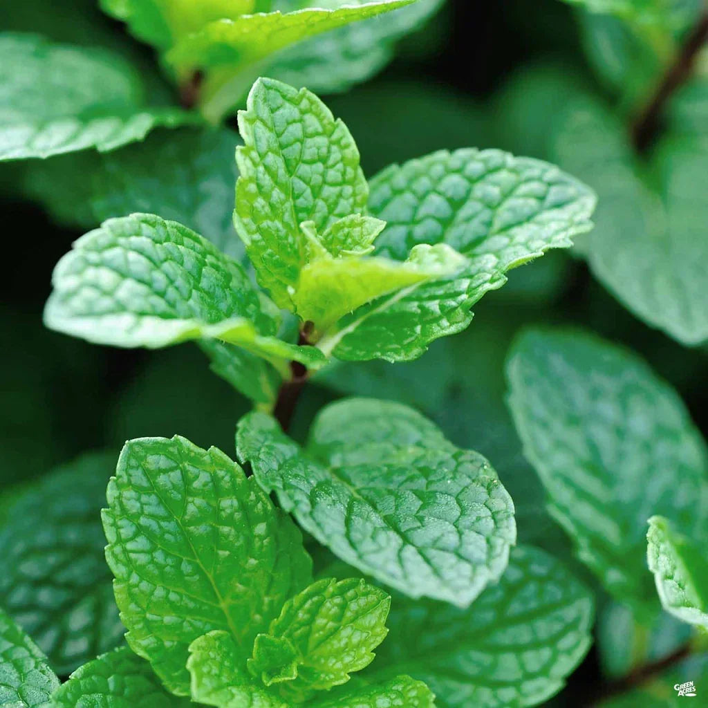 Live Peppermint Plant - 4" Pot - Mentha x Piperita - Fast Growing Culinary Herb for Home and Garden