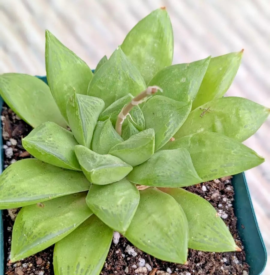 Haworthia Retusa 4" Potted Plant | Rare Succulent | Indoor Houseplant | Low Maintenance Greenery | Haworthia retusa