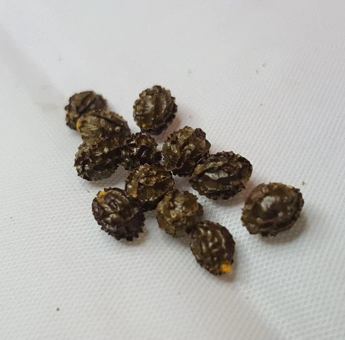 Dwarf Papaya Seeds - 36 Rare Tropical Fruit Seeds - Carica papaya - Unique Compact Garden Plant for Small Spaces