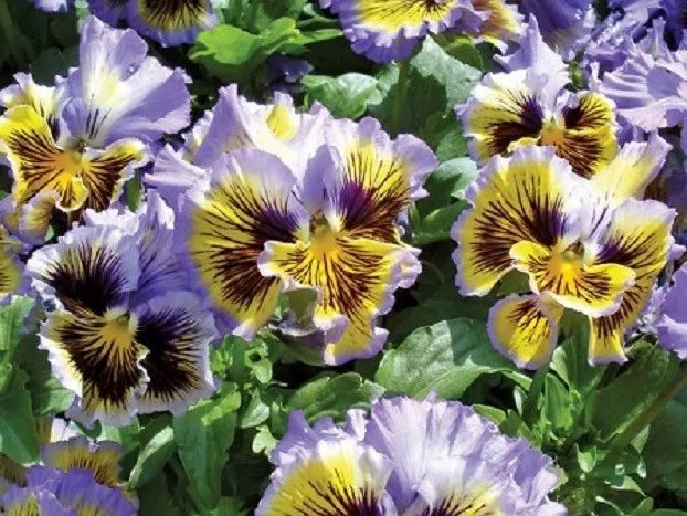 Pansy Seeds 50 Count | Frizzle Sizzle Yellow Blue Swirl | Viola tricolor | Flower Seeds for Garden and Container Planting