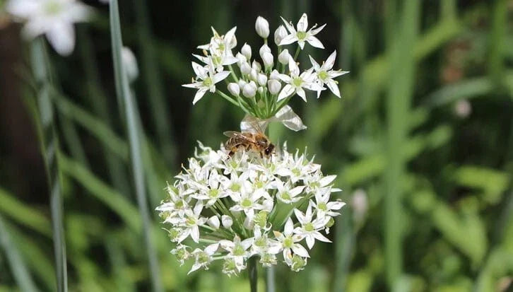 Garlic Chive Plants - Two Established Organic Herbs - Allium Tuberosum - Culinary Garden Starter
